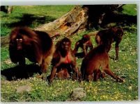 W4440 Rheine Naturzoo Tierpark Rheine Dscheladas oder Blutbrustpaviane Affe