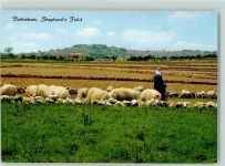 Bethlehem - Shepherds Field