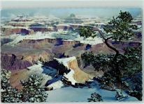 Grand Canyon - Snowcapped pines on the rim