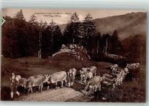 Nesslau Alpauffahrt nach den Säntis-Alpen Obertoggenburg Kuh 1915