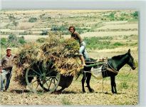 Xaghra - Farmers Stacking Hay on Cart Xaghra