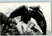 Adler mit Murmeltier Foto Risch-Lau Vogel