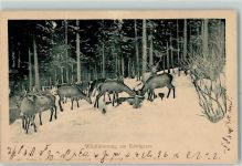 83471 W8240 Königssee b Berchtesgaden - Wildfütterung Rotwild Winter