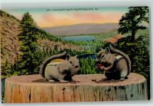 Stroudsburg PA - Eichhörnchen