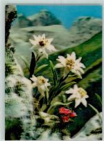 Edelweiss Stereokarte