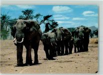Nairobi 1988 - Elefanten