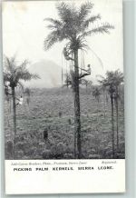 Freetown - Beruf Palmen