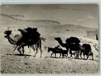 Ouarzazate - Esel und Kamele Karawane AK