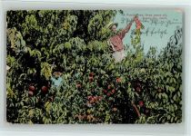 A Peach Tree , three years old, Tulare, Californien Frucht, Gemüse 1908