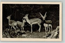 Hirschziegenantilope Exotisches Tier