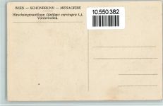 Hirschziegenantilope Exotisches Tier
