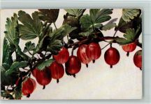 Serie Früchte Nr. 19 - Stachelbeeren - Verlag Römmler & Jonas Frucht, Gemüse