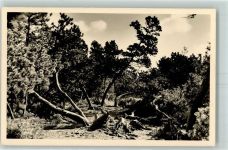 01773 O8231 Zinnwald-Georgenfeld - Hochmoor