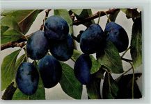 Verlag Römmler & Jonas Serie Früchte 33 - Kriechen Pflaume AK Frucht, Gemüse