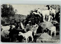 Rio Ceballos Ziege