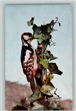 Buntspecht Vogelschutzbund Stuttgart AK Vogel 1920