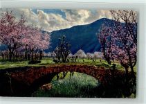 Serie 144 Nr. 2703 Obstblüte in Tirol , AK Nenke & Ostermaier