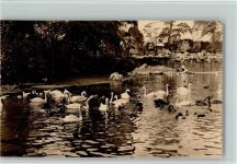 Antwerpen Anvers Schwäne Zoo 1925