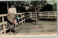 Strauß Reiten Farm Vogel