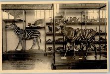 Kinshasa Léopoldville Foto AK Museum