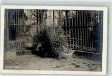 Stachelschwein Exotisches Tier Foto AK