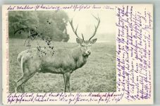 Hirsch Verlag Bayerle Nr. 13 Waidmannsgruss + Adelskorrespondenz Jagdtier