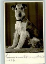 1957 Foto AK Terrier