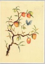 Schmetterling - Fruchtbaum Frucht, Gemüse 1966