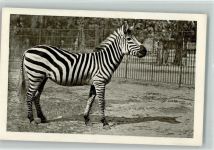 Wien Schönbrunn 1929 AK Zebra Zoo