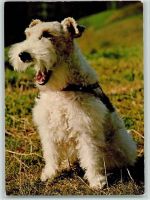 ca 1965 AK Terrier