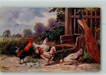 Geflügel - Hühner und Pfau AK Stempelspuren Schönian, A. 1913