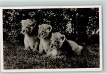 Löwenbabys 1965 Foto AK Zoo