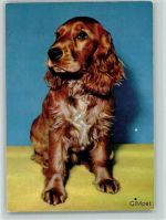 Spaniel ca 1965 AK Spaniel