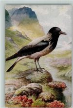 Hooded Crow - Verlag Salmon Vogel Künstlerkarte