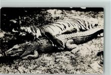 Erlegter Tiger und Krokodil Foto AK Raubkatze