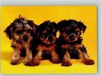 Yorkshire Terrier Welpen ca 1965 AK Yorkshire Terrier