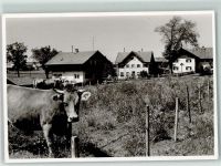 87672 W8959 Roßhaupten , Forggensee FOTO KEINE AK Rinderweide Ort handschriftlich