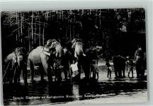 Temple Elefanten at Katugastota River near Kandy, Ceylon ca 1935 AK Elefant