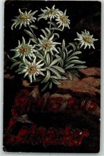 W7853 Lehnacker Edelweiss Gruss aus Lehnacker in Glitzer Alpenflora 1920 AK mit Glitzer