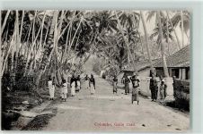 Colombo - Galle road Palmen