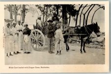 Zuckerrohr Esel Eselkarren Barbados