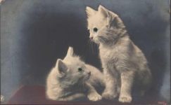 Augen aus Glas Katze Augen AK