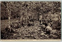 1914 - Westafrikanische Pflanzungs Gesellschaft Viktoria Gewinnung der Kakaobohnen aus Früchten der Kakaobäume