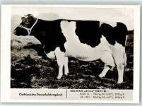 Ostfries. Dauerleistungskuh Aline Kuh 1951 Foto AK