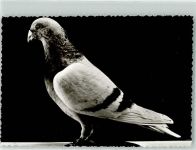 W2930 Varel , Jadebusen Brieftaubenzucht Taube 1970