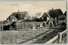 25859 W2251 Hooge , Hallig - Hallig Kühe