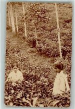 Gebrauchsspuren Zwei asiatische Kinder in einer Plantage in Garoet Ort lt. Fotograf