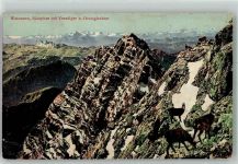 Watzmann Gemse Bergtier