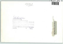 57334 W5928 Feudingen , Kr Wittgenstein FOTO KEINE AK Ilsetal