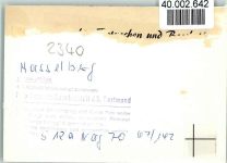 24376 W2340 Hasselberg , Ostsee FOTO KEINE AK Strand